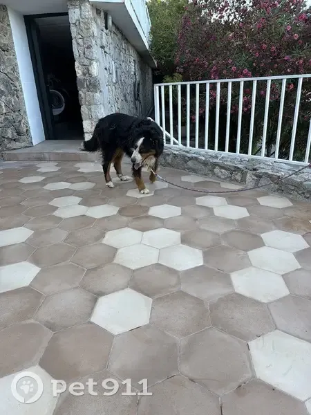 Encontrado perro macho, Carrer Serra del Lladre, 16, Castelldefels - grande, con collar anaranjado - photo