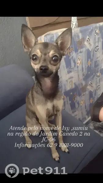 Perdido cachorro fêmea, Rua Jc Nove, 389 - marrom acinzentada e dócil - photo
