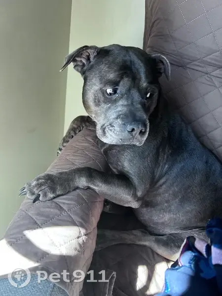 Lost dog, Riverside Drive, 284, Campbelltown - female with folded ear - photo
