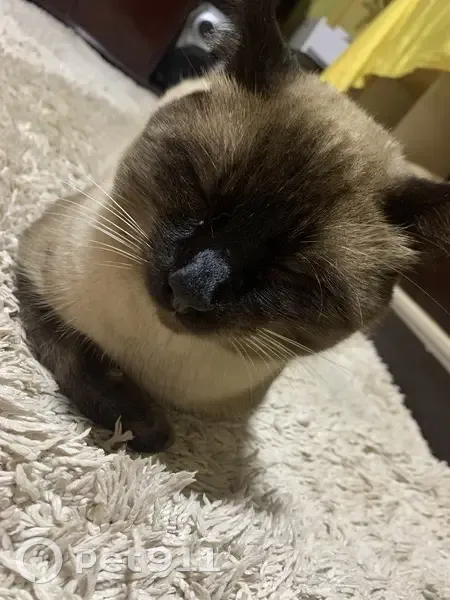 Perdido gato macho, Rua Doutor João Cecy Filho, 1090 - pelagem curta, mestiço siamês - photo