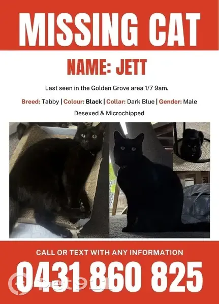 Lost cat, Golden Grove Road, 1, Tea Tree Gully, Para Hills - photo