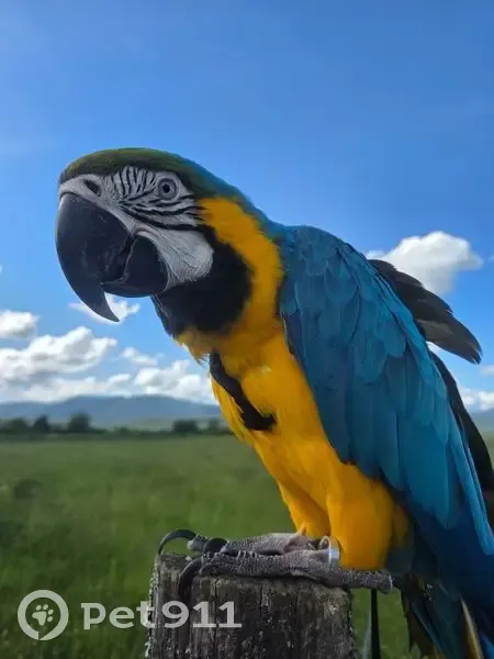 Perdue oiseau mâle, Grande Rue, 14, Chaux, Châtillon - ara bleu et jaune - photo