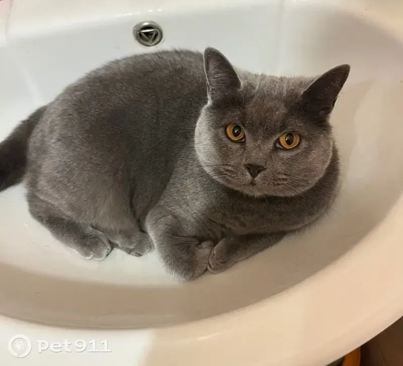Зникла кішка, вулиця Андрія Малишка, 3, Київ — сіра, остроуха - photo