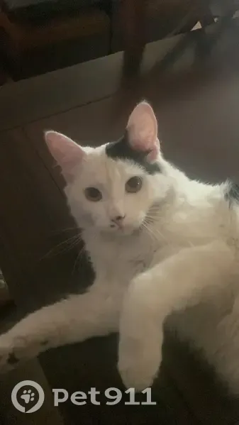 Perdido gato masculino en Magdalena Contreras, ojos verdes y cola negra - photo