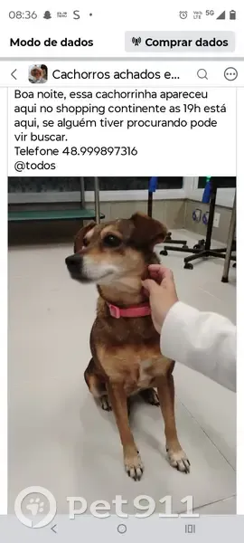 Encontrado cachorro fêmea com coleira rosa, BR-101, 210 - photo