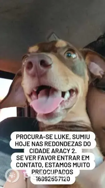 Perdido cachorro macho, Cidade Aracy, São Carlos - SP, Brasil - caramelo, olhos claros - photo