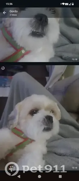Perdido cachorro macho, Passagem Bingo, 114 - branco com manchinhas bege claro - photo