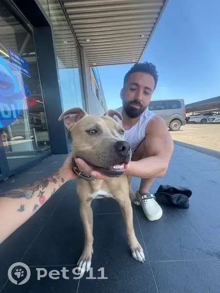 Perro encontrado, Calle Tirso de Molina, Torrevieja - photo