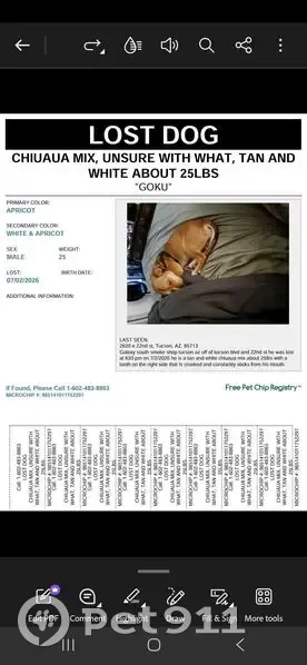 Lost dog, East 22nd Street, 2540, Tucson - male, tan chihuahua with white chest - photo
