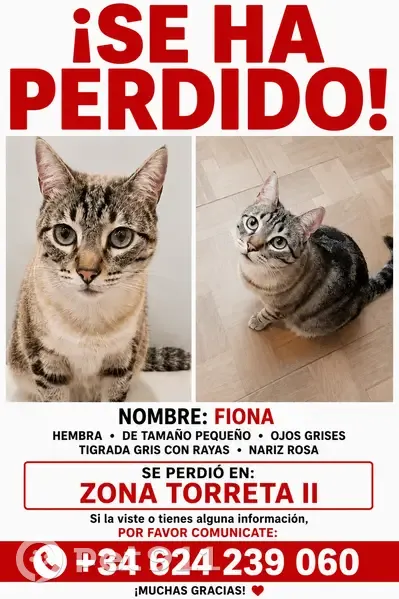Perdido gato hembra, Calle Río Rhin, Torrevieja, Lebrija - tigrada gris con ojos grises - photo