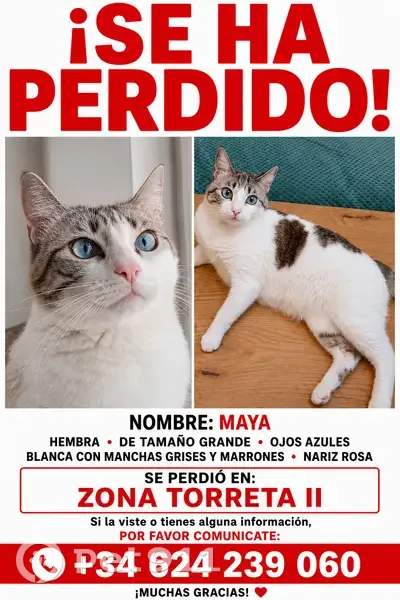 Perdido gato hembra, Calle Río Rhin, Torrevieja, Lebrija - ojos azules - photo