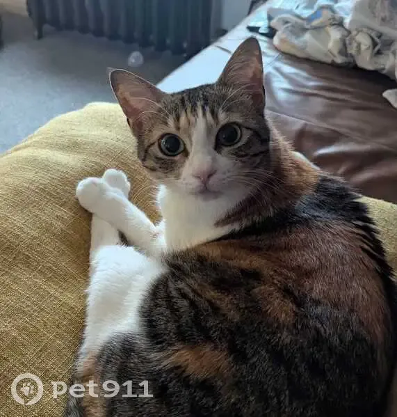 Lost cat, Beaumont Drive, London - ginger with black and brown stripes, white underbelly and legs - photo