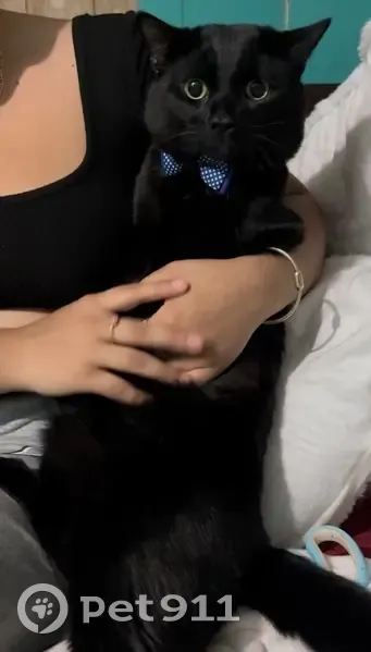 Lost cat, Forest Avenue, 43A, Everett, Boston - black male cat, medium-to-long hair - photo