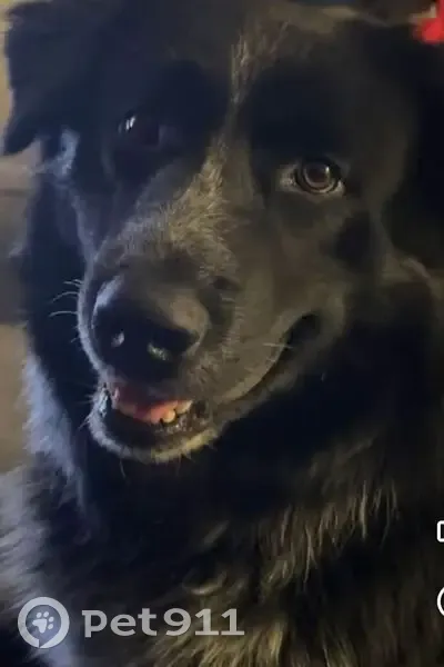 Lost dog, Victoria Road, Festus, Florissant - black/white, long hair - photo