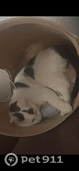 Chat perdu femelle, Rue de Knutange, Nilvange, Paris - blanche avec tache en forme de cœur - photo