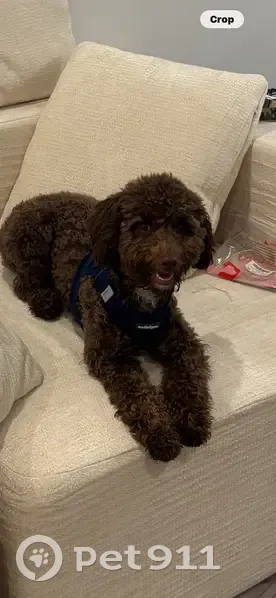 Lost dog, Minnette Court, Nashville - chocolate brown, blue harness and leash - photo