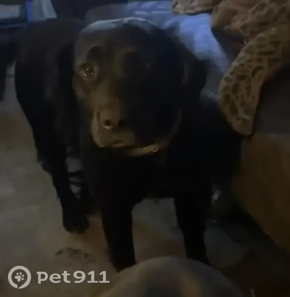 Lost dog, Flowertown Road, 120, Stroudsburg, Dallas - female with a short purple collar - photo