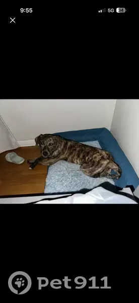Lost dog, Westview Drive, Springfield, El Paso — female, black/brown brindle - photo