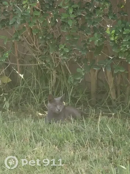 Encontrado gato, Carretera de Caulina, 56, Jerez de la Frontera - color gris - photo