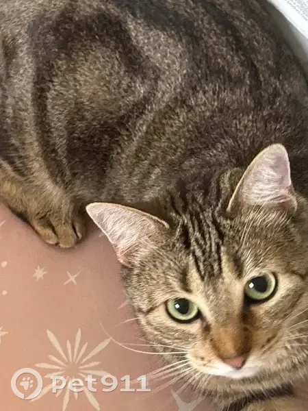 Lost cat, East Avenue G, 315, Killeen - female, microchipped - photo