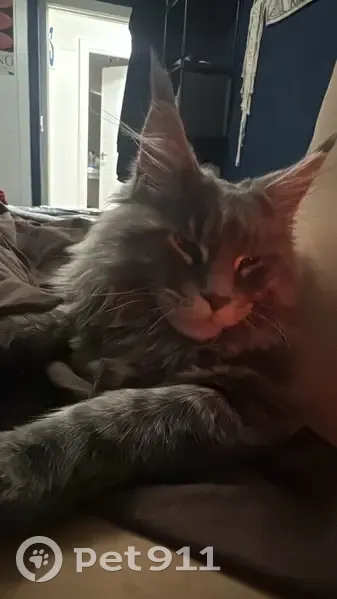 Perdido gato masculino, Boluetako Santa Ana Kalea, 24, Santutxu - gris y blanco, pelo largo, con chip - photo