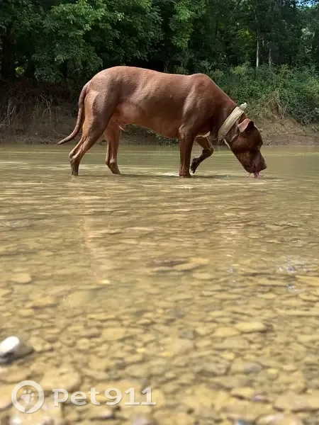 Lost dog, Cedar Creek Road, Louisville — brown pitbull with a tan military-style collar - photo