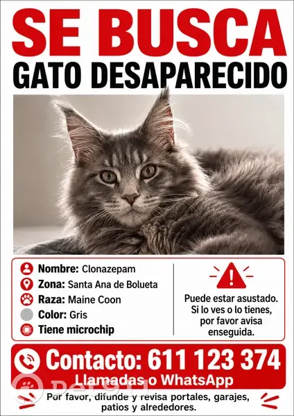 Perdido gato macho, Boluetako Santa Ana Kalea, Euskadi, Pozuelo de Alarcon - maine coon grande - photo