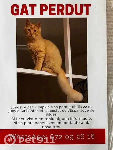 Perdido gato masculino, Carrer de Josep Soler Tasis, 2, Sitges — color naranja - photo