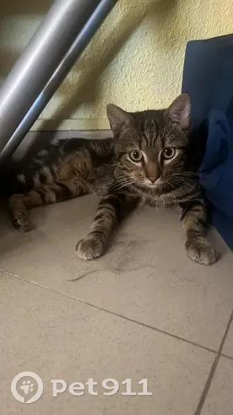 Encontrado gato macho, Avinguda de la Valldigna, 36, Tavernes de la Valldigna, Valencia - atigrado de ojos verdes - photo