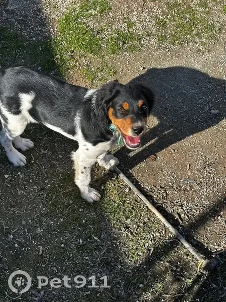 Perdido perro hembra, Calle Doctor Pulgar, 8, Albolote, Granada — es negra, blanca y marrón - photo