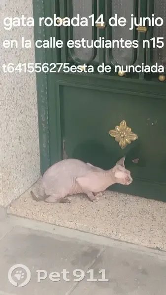 Perdido gato hembra, Calle Estudiantes, Getafe - photo