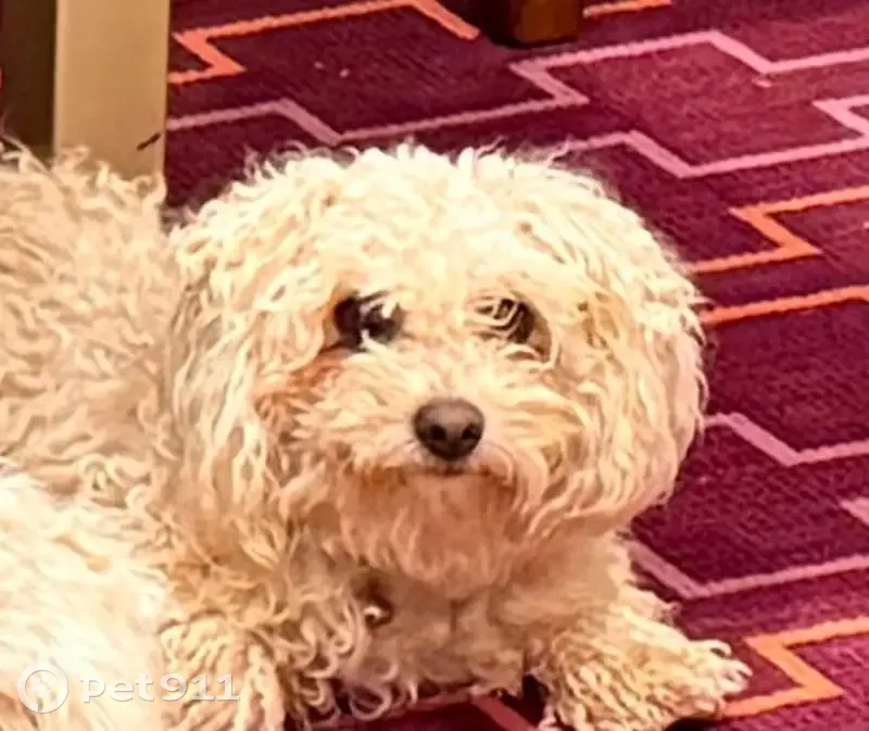 Lost dog, Brown Leaf Avenue, 9203, Arlington - cream white maltipoo - photo