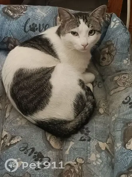 Perdido gato masculino, Huerta de Valdecarábanos, Madrid - nunca ha pisado calle - photo