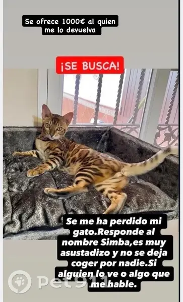 Perdido gato macho, Calle Diosa Iris, Sanlúcar de Barrameda, Sevilla - responde al nombre de Simba - photo
