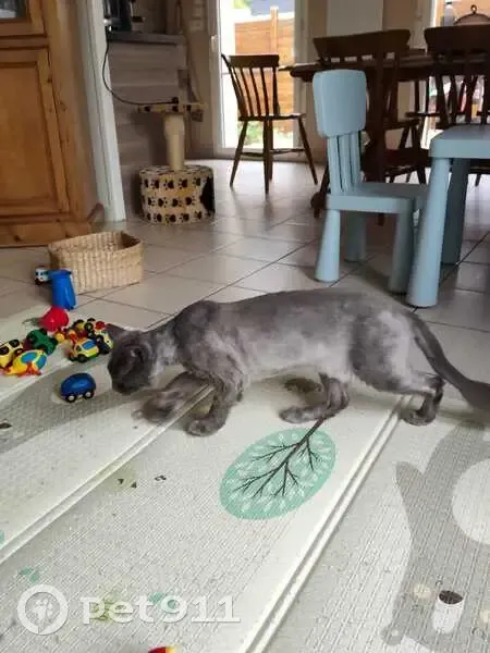 Chat perdu mâle, Impasse des Prés, 10, Paris - angora turc récemment tondu - photo