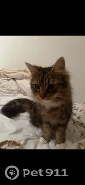 Lost cat, Church Street, Chalvey, Slough — female, tabby brown fur - photo