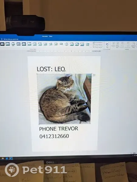 Lost cat, Warmington Street, 25, Brisbane — friendly fluffy brown tabby - photo