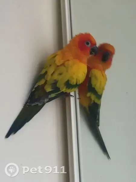 Lost bird, Gold Coast, Queensland, Gold Coast - orange, yellow, green, blue - photo