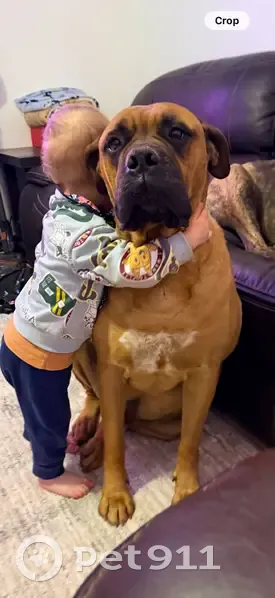 Lost dog, Wadsworth Road, 817, St. Louis - brown with a white chest patch - photo