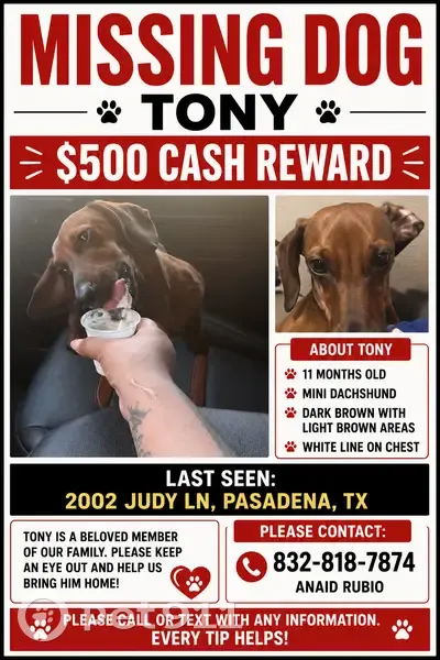 Lost dog, Judy Lane, 2012, Pasadena - male - photo