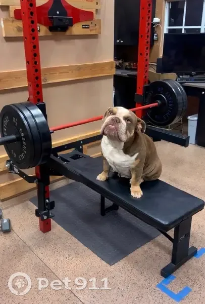 Lost dog, Mid Murray, Mannum - male British bulldog - photo