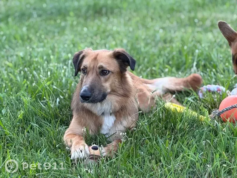 Lost dog, Oro-Medonte, Ontario, Point Roberts - male, skittish - photo