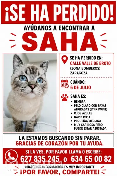 Perdido gato hembra, Calle del Valle de Broto, 10, Zaragoza — pequeñita, ojos azules - photo