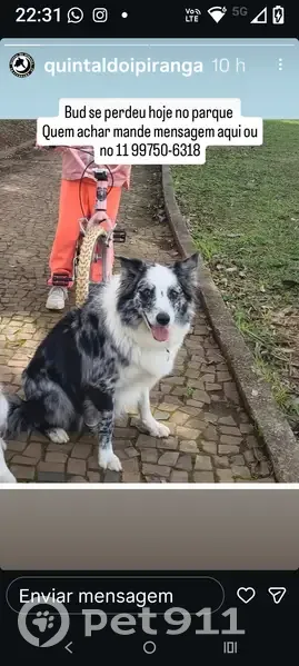 Perdido cachorro macho, Rua dos Patriotas, 100 - bordie collie com manchas cinza e preta - photo