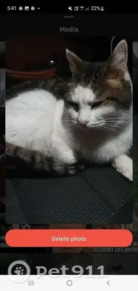 Lost cat, Augusta Highway, 7, Port Augusta, Adelaide - male, all white under body tabby on top - photo