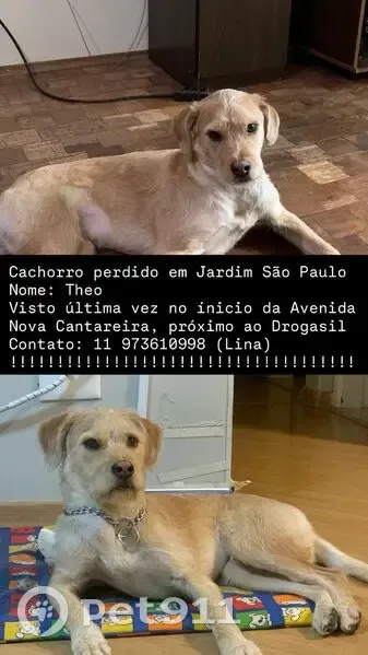 Perdido cachorro macho, Rua Manuel de Soveral, 174 - caramelo, com coleira de identificação e guia vermelha - photo