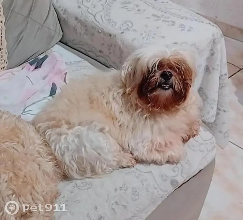 Perdido cachorro macho em Jardim Damasceno, São Paulo - SP, Brasil — branco e caramelado, com franja cobrindo os olhos - photo