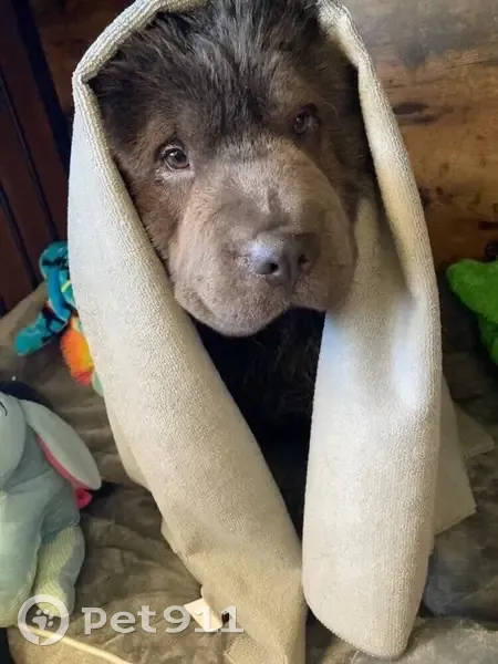 Lost dog, Burnt Valley Road, 59569, Anza - male - photo