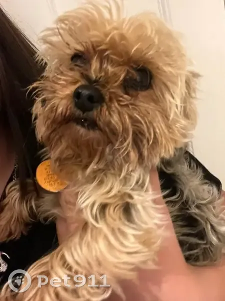 Lost dog, Highlandview Avenue, 14114, Cleveland — tiny, brown and gray, multicolored collar - photo