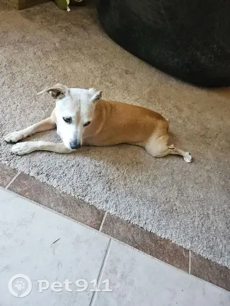 Lost dog, Ogden Nash Way, 6140, Carmichael - female terrier mix, timid and scared - photo